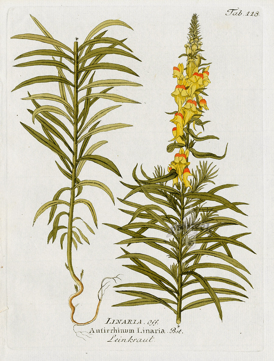 Ferdinand Vietz 1800 Botanical Print Antirrhinum linaria