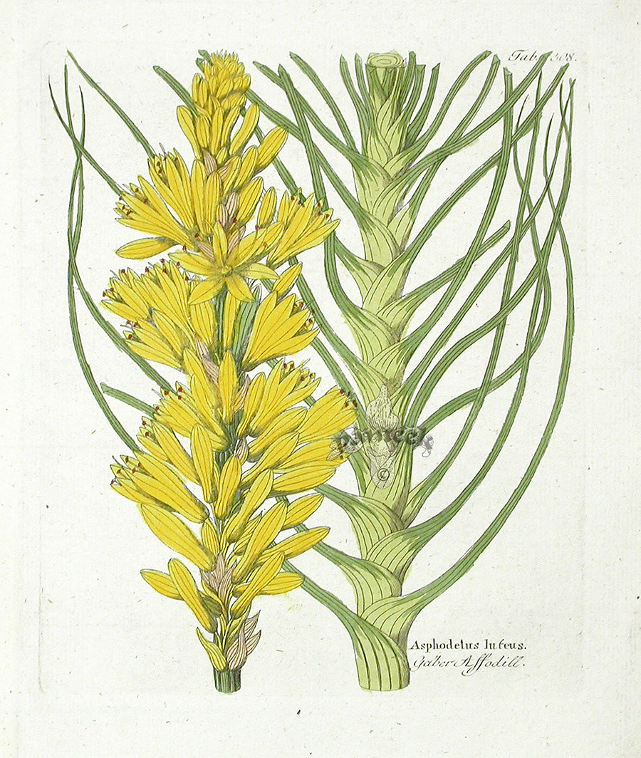 Ferdinand Vietz 1800 Botanical Print Asphodelus luteus