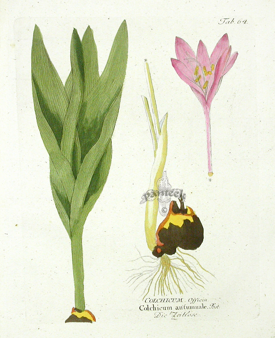 Ferdinand Vietz 1800 Botanical Print Autumn Crocus
