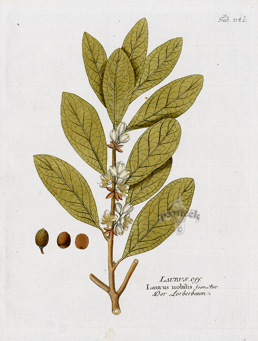 Ferdinand Vietz 1800 Botanical Print Bay, Laurus