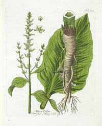 Ferdinand Vietz 1800 Botanical Print Beet - Panteek Antique Prints