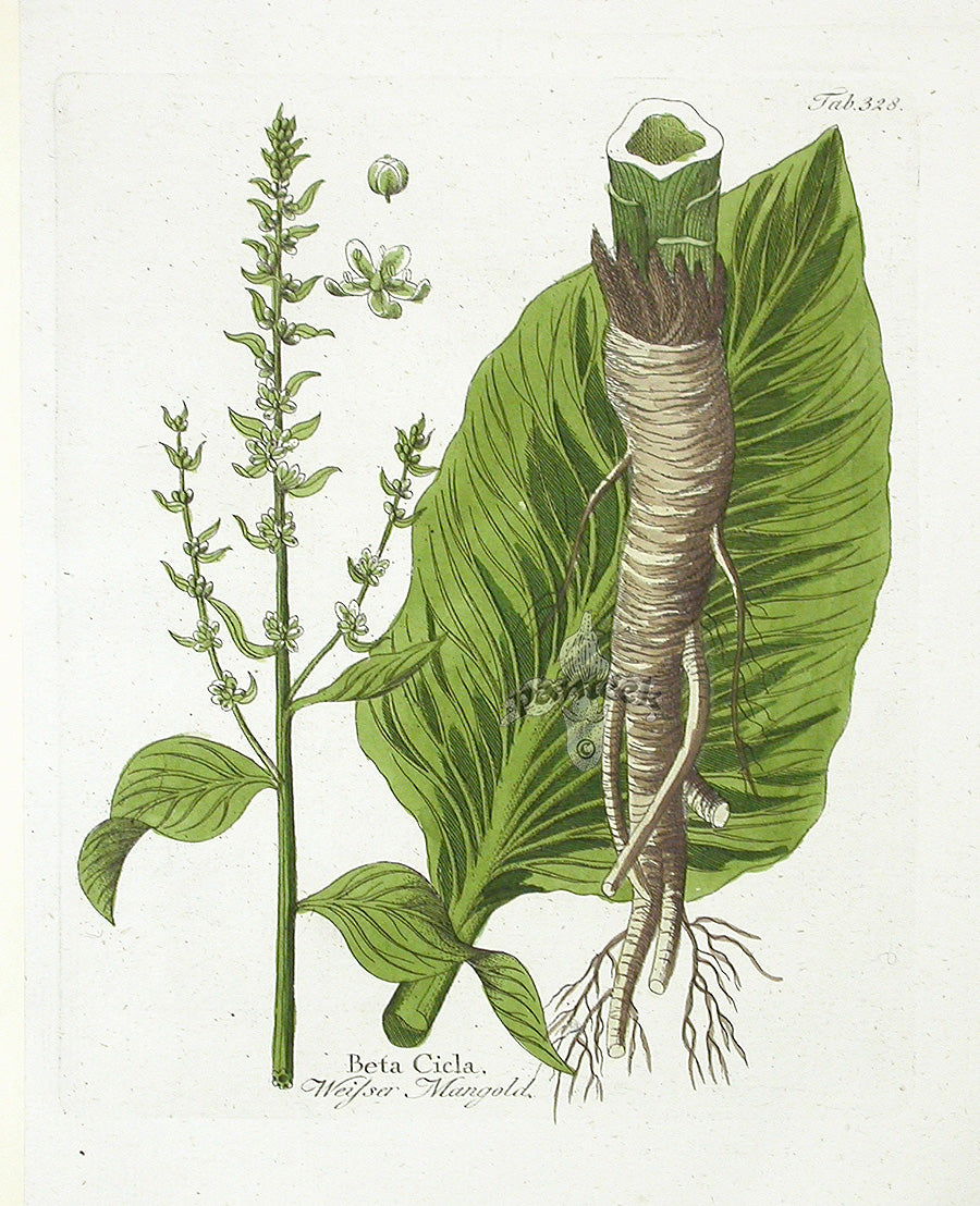 Ferdinand Vietz 1800 Botanical Print Beet
