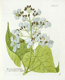 Ferdinand Vietz 1800 Botanical Print Bignonia - Panteek Antique Prints