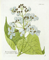 Ferdinand Vietz 1800 Botanical Print Bignonia - Panteek Antique Prints