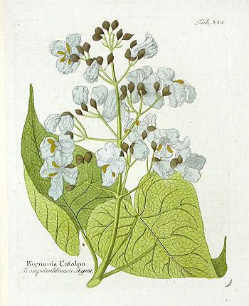 Ferdinand Vietz 1800 Botanical Print Bignonia