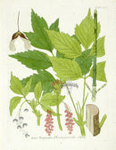 Ferdinand Vietz 1800 Botanical Print Box Elder - Panteek Antique Prints