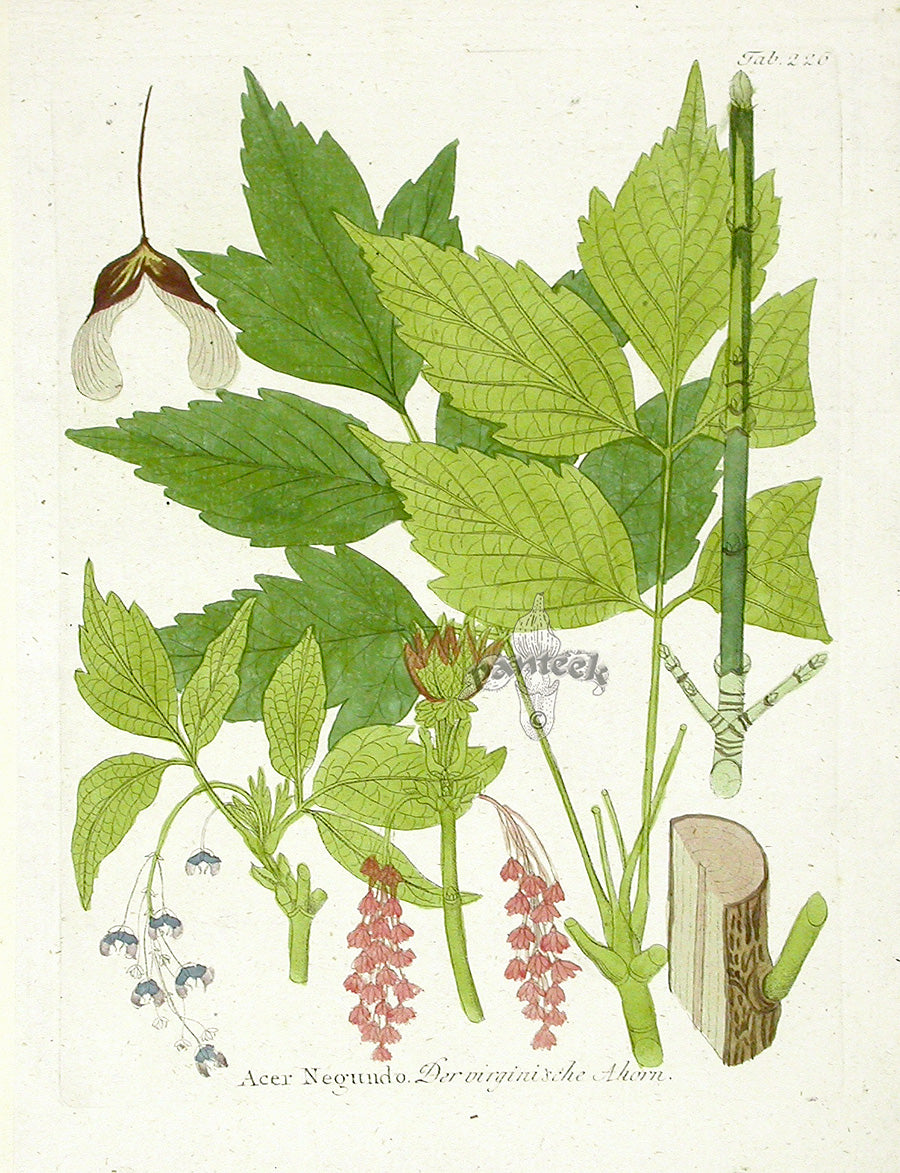 Ferdinand Vietz 1800 Botanical Print Box Elder