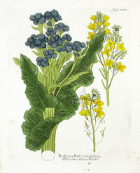 Ferdinand Vietz 1800 Botanical Print Broccoli - Panteek Antique Prints