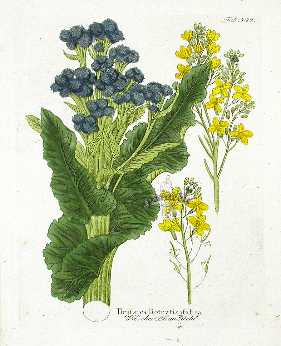 Ferdinand Vietz 1800 Botanical Print Broccoli