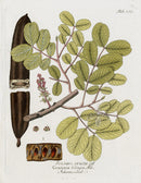 Ferdinand Vietz 1800 Botanical Print Ceratonia siliqua - Panteek Antique Prints