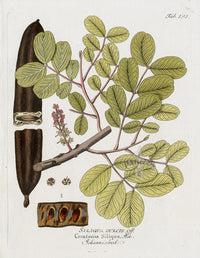Ferdinand Vietz 1800 Botanical Print Ceratonia siliqua - Panteek Antique Prints