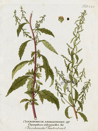 Ferdinand Vietz 1800 Botanical Print Chenopodium ambrosioides - Panteek Antique Prints