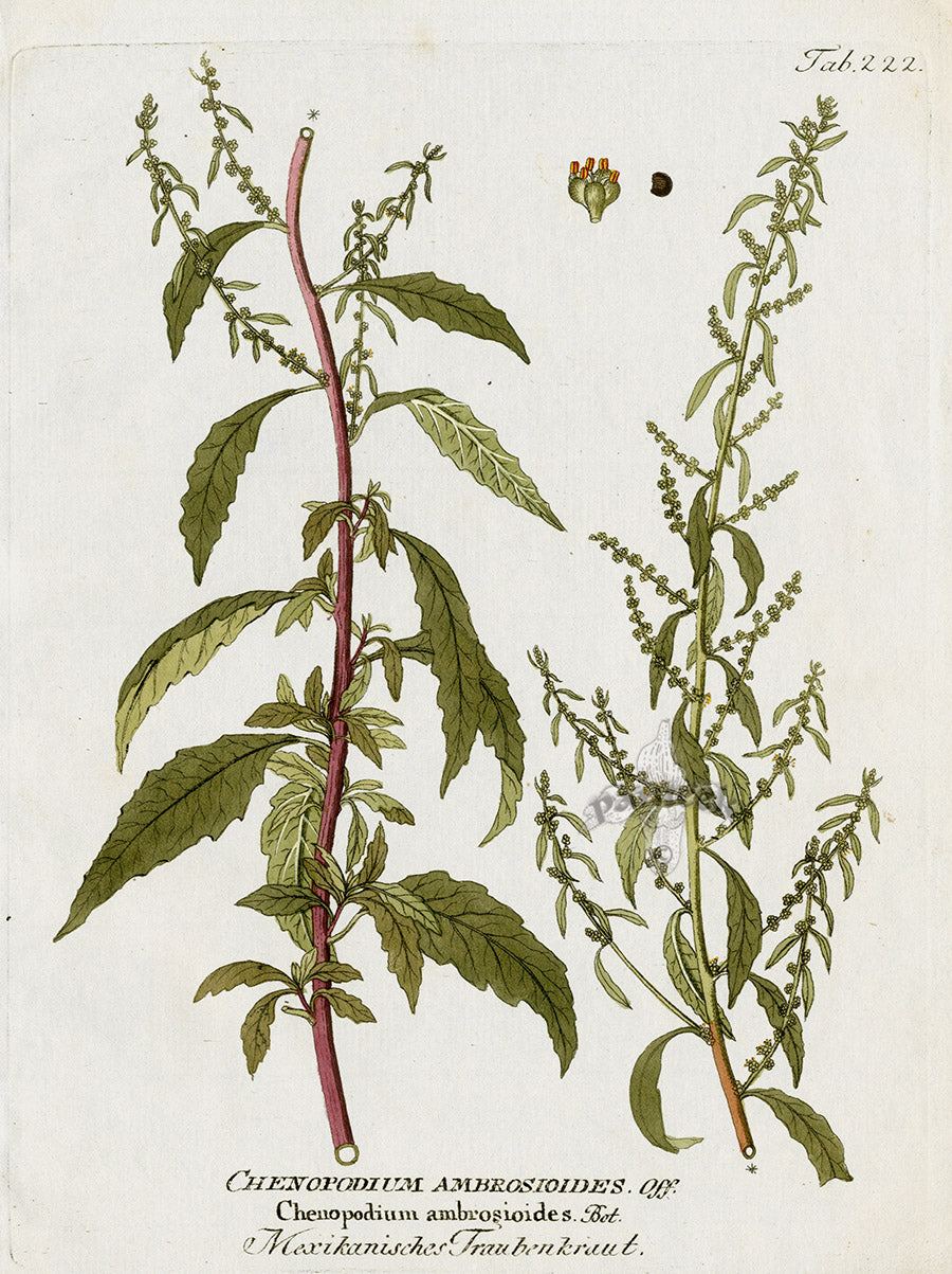 Ferdinand Vietz 1800 Botanical Print Chenopodium ambrosioides