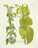 Ferdinand Vietz 1800 Botanical Print Cichcorium - Panteek Antique Prints