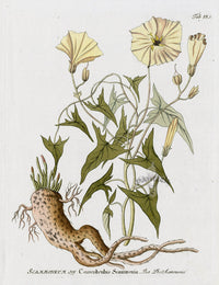 Ferdinand Vietz 1800 Botanical Print Convolvulus scammonia - Panteek Antique Prints