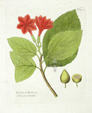 Ferdinand Vietz 1800 Botanical Print Cordia Sebestena - Panteek Antique Prints