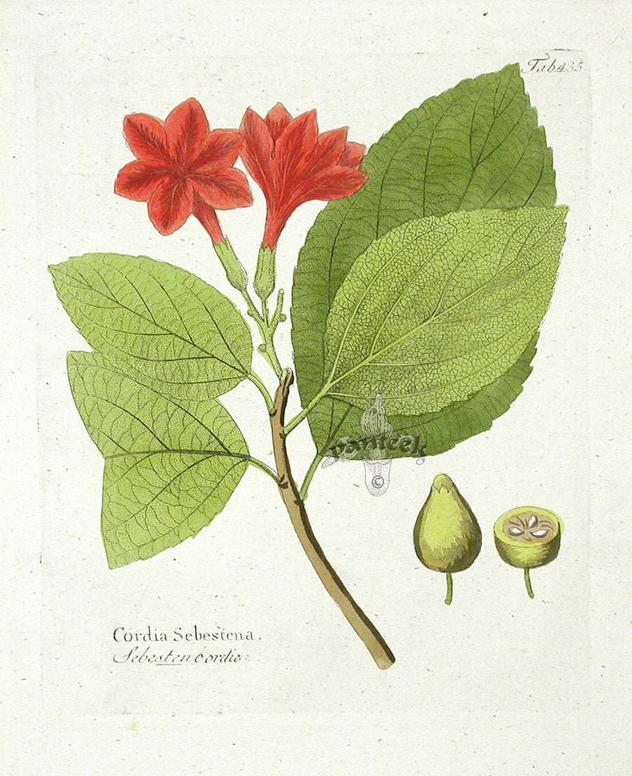 Ferdinand Vietz 1800 Botanical Print Cordia Sebestena