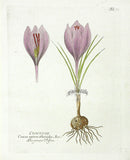 Ferdinand Vietz 1800 Botanical Print Crocus - Panteek Antique Prints