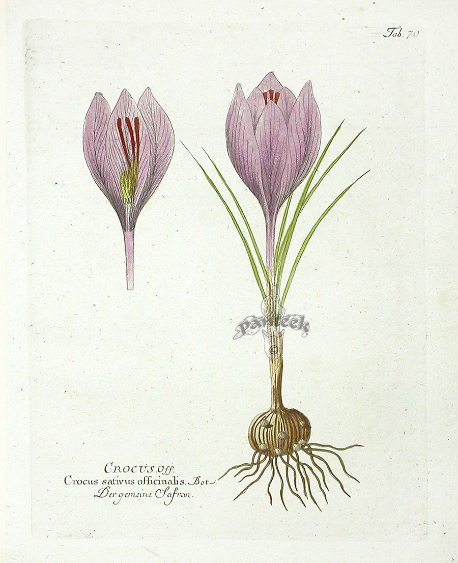 Ferdinand Vietz 1800 Botanical Print Crocus