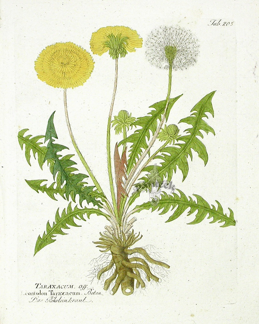 Ferdinand Vietz 1800 Botanical Print Dandelion