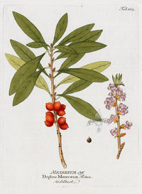 Ferdinand Vietz 1800 Botanical Print Daphne mezereum - Panteek Antique Prints