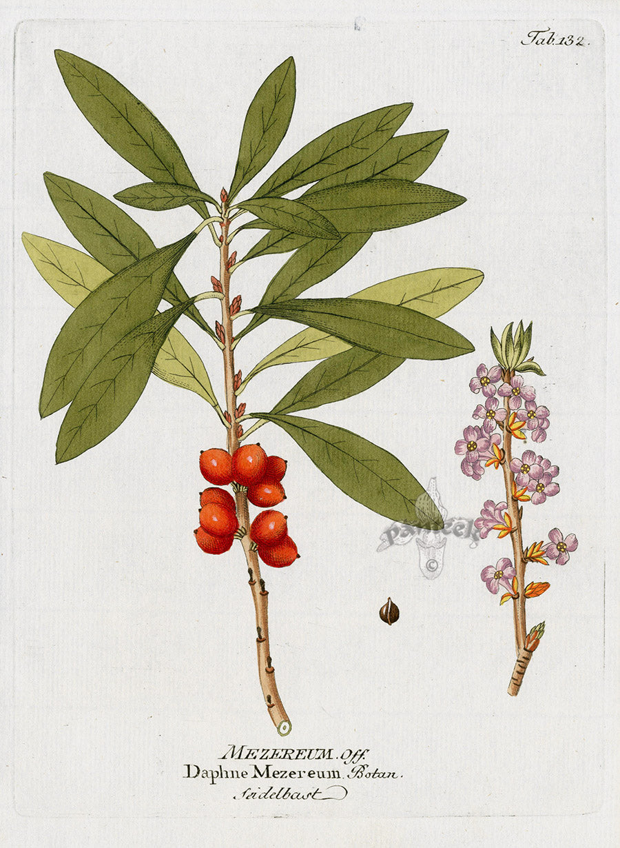 Ferdinand Vietz 1800 Botanical Print Daphne mezereum