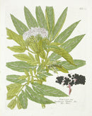 Ferdinand Vietz 1800 Botanical Print Elder - Panteek Antique Prints