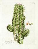 Ferdinand Vietz 1800 Botanical Print Euphorbia - Panteek Antique Prints