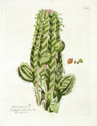Ferdinand Vietz 1800 Botanical Print Euphorbia - Panteek Antique Prints