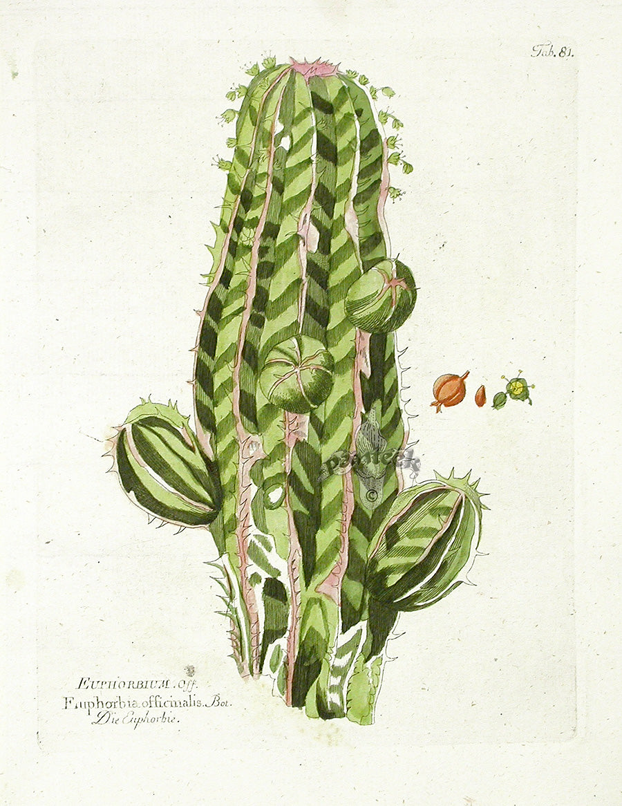 Ferdinand Vietz 1800 Botanical Print Euphorbia