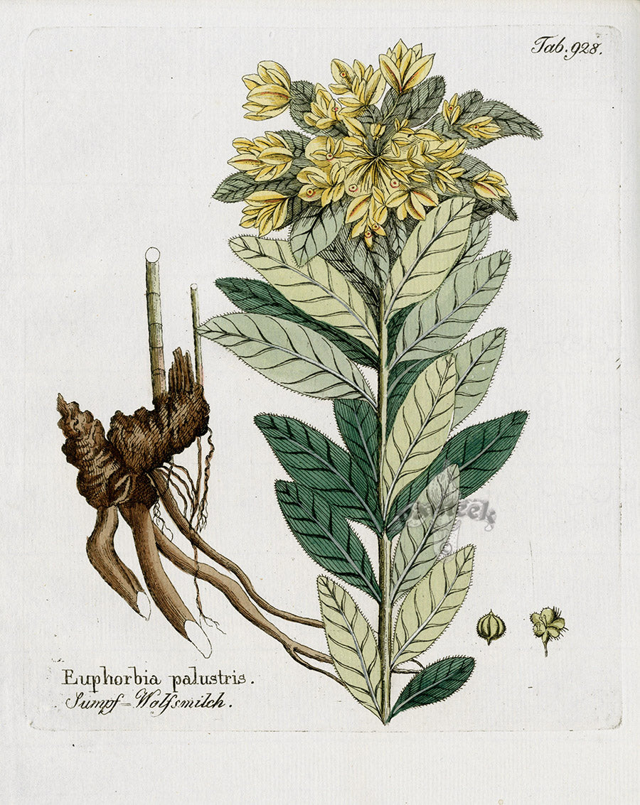Ferdinand Vietz 1800 Botanical Print Eurphorbia palustris