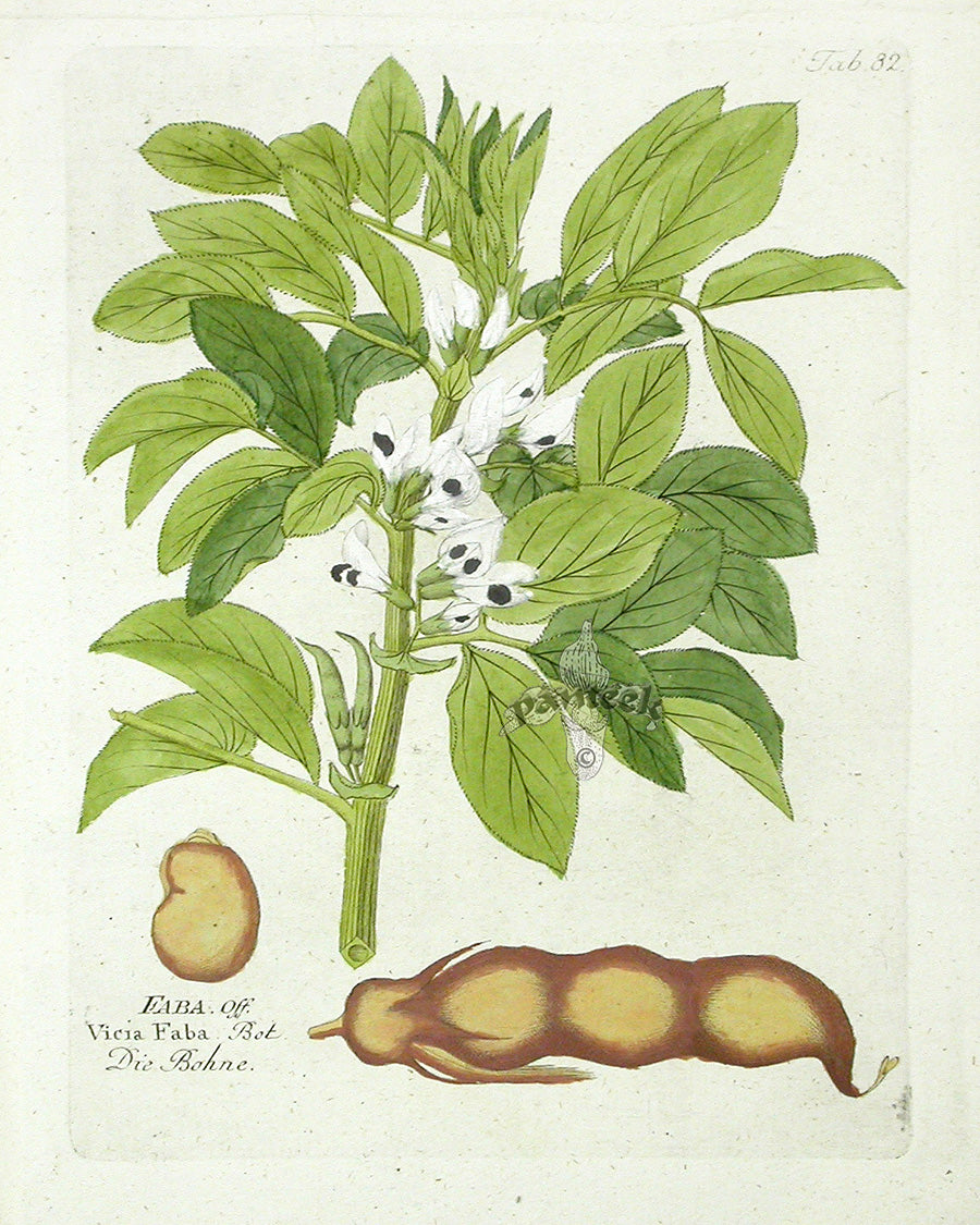 Ferdinand Vietz 1800 Botanical Print Fava Beans