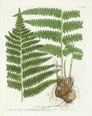 Ferdinand Vietz 1800 Botanical Print Fern, Filix mas. - Panteek Antique Prints