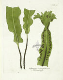 Ferdinand Vietz 1800 Botanical Print Ferns - Panteek Antique Prints