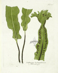 Ferdinand Vietz 1800 Botanical Print Ferns - Panteek Antique Prints