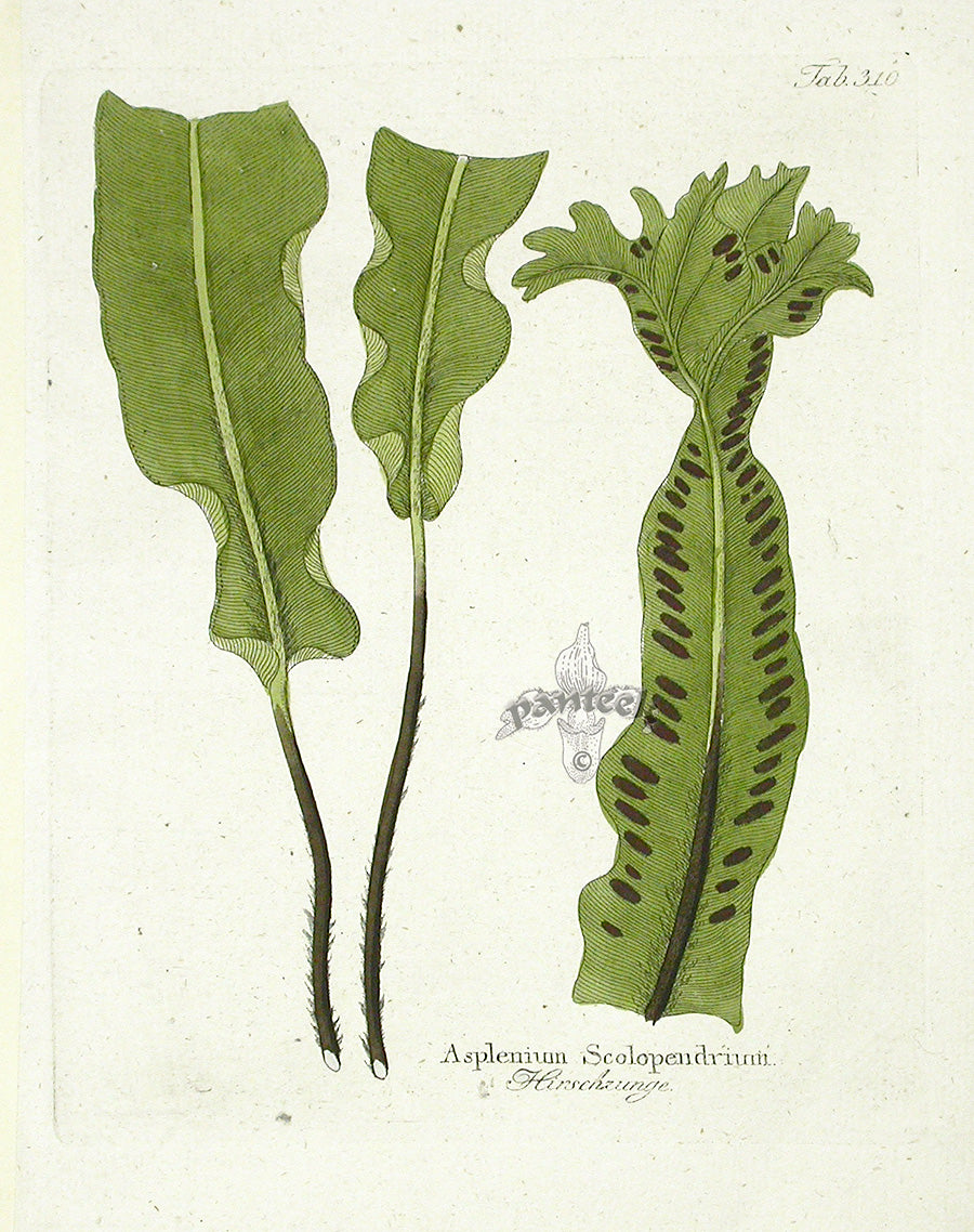 Ferdinand Vietz 1800 Botanical Print Ferns