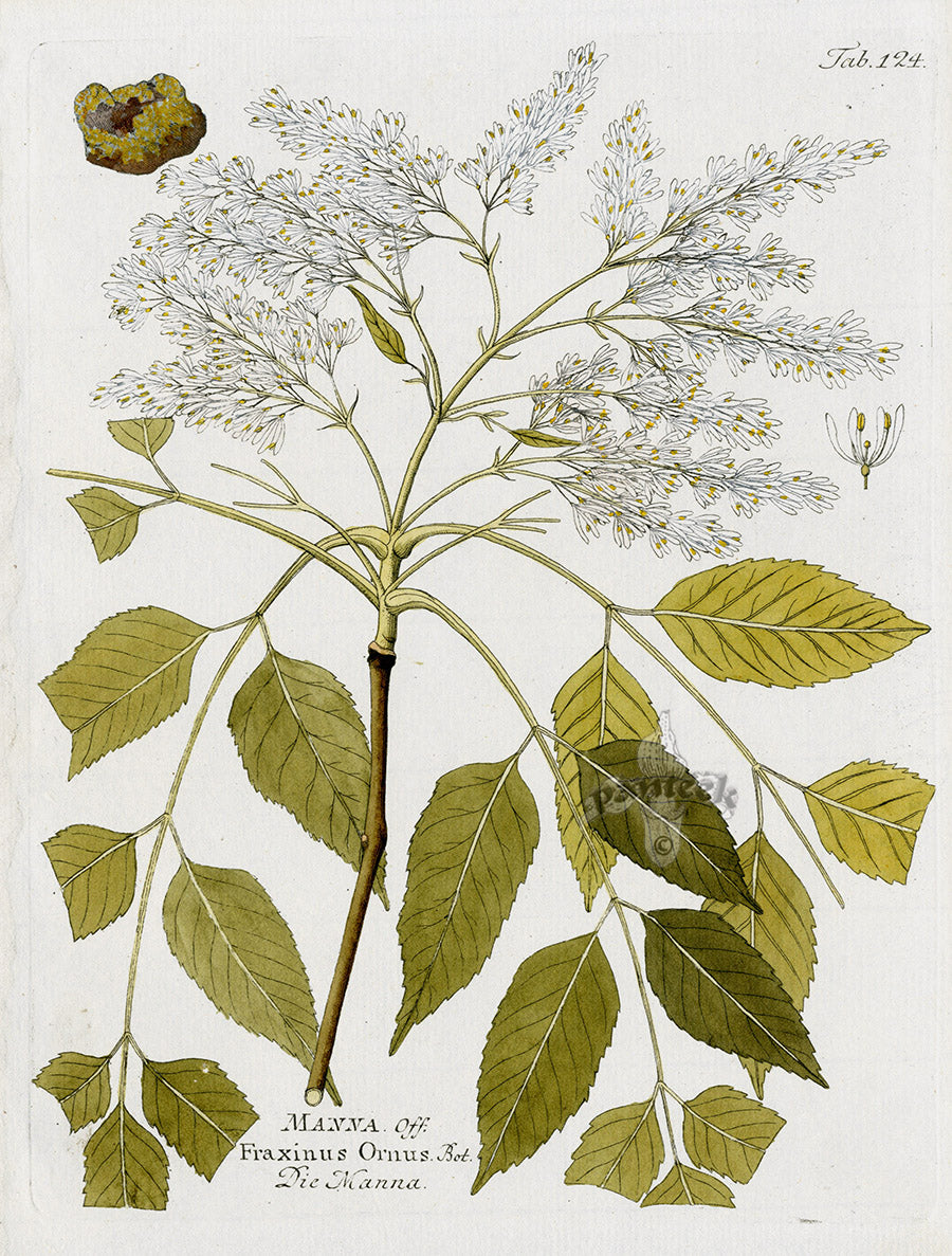 Ferdinand Vietz 1800 Botanical Print Fraxinus ornus