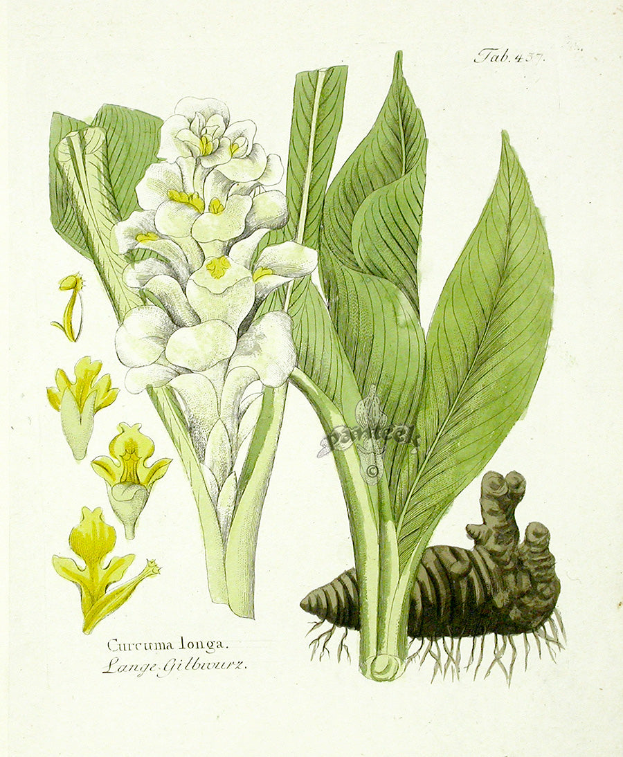 Ferdinand Vietz 1800 Botanical Print Ginger