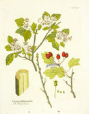 Ferdinand Vietz 1800 Botanical Print Hawthorn - Panteek Antique Prints