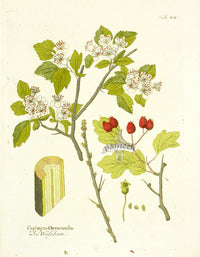 Ferdinand Vietz 1800 Botanical Print Hawthorn - Panteek Antique Prints