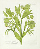 Ferdinand Vietz 1800 Botanical Print Hellebore - Panteek Antique Prints
