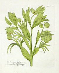 Ferdinand Vietz 1800 Botanical Print Hellebore - Panteek Antique Prints