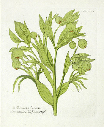 Ferdinand Vietz 1800 Botanical Print Hellebore
