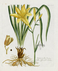 Ferdinand Vietz 1800 Botanical Print Hemerocallis flava - Panteek Antique Prints