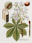 Ferdinand Vietz 1800 Botanical Print Horse Chestnut - Panteek Antique Prints