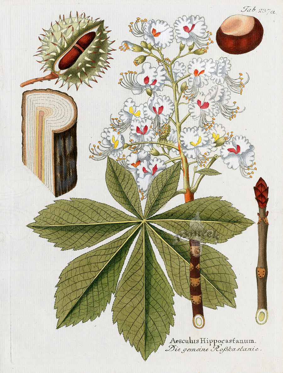 Ferdinand Vietz 1800 Botanical Print Horse Chestnut