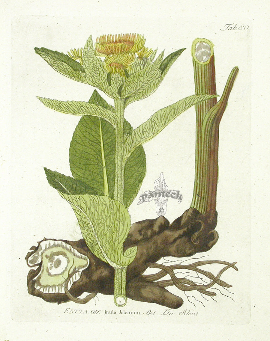 Ferdinand Vietz 1800 Botanical Print Inula Sunflower
