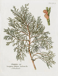 Ferdinand Vietz 1800 Botanical Print Juniper - Panteek Antique Prints