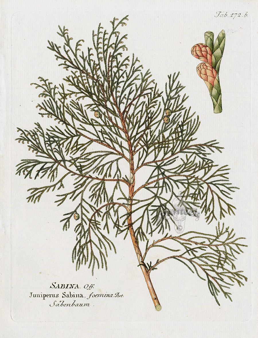 Ferdinand Vietz 1800 Botanical Print Juniper