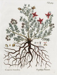 Ferdinand Vietz 1800 Botanical Print Krameria triandria - Panteek Antique Prints